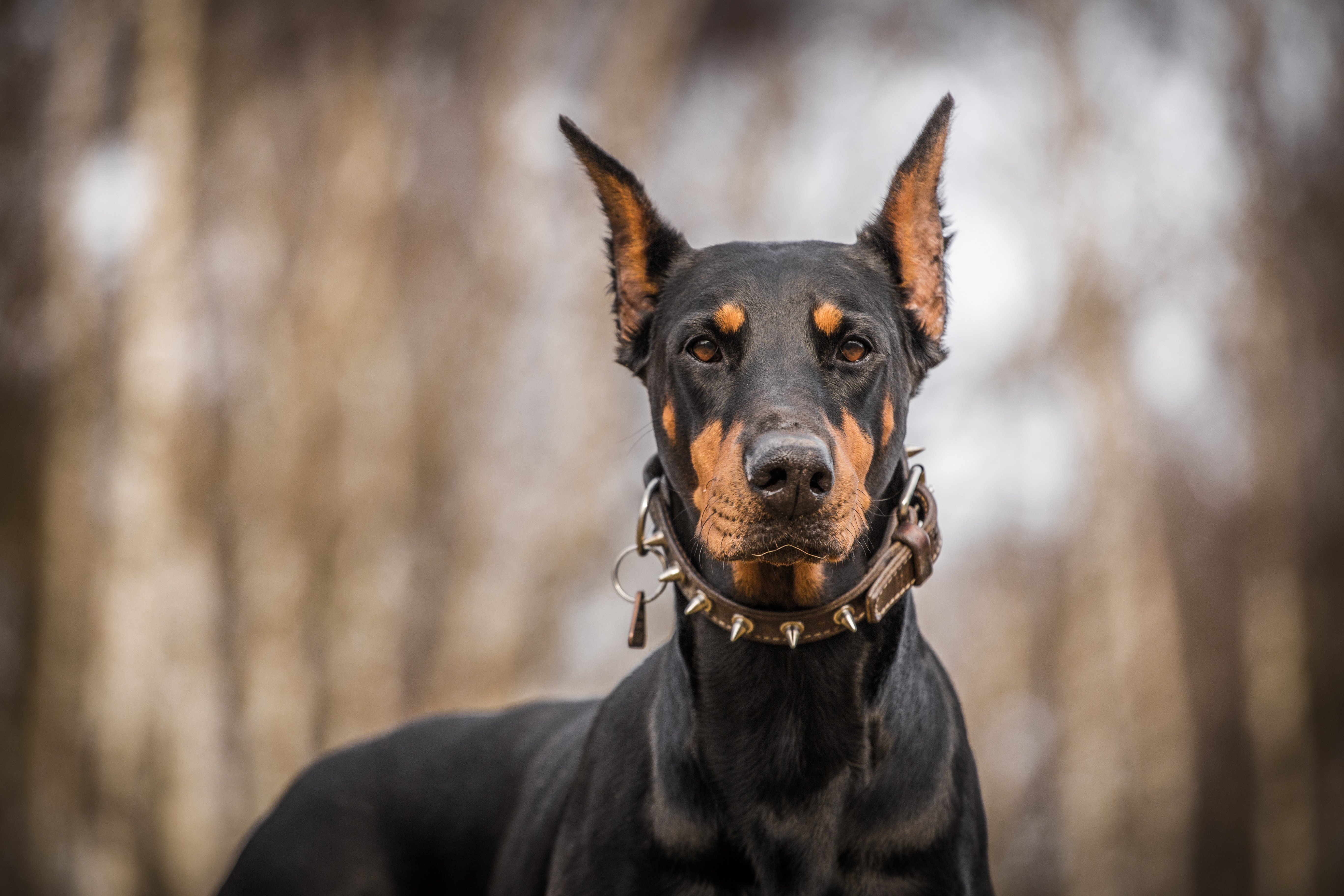 Doberman Pinscher dog
