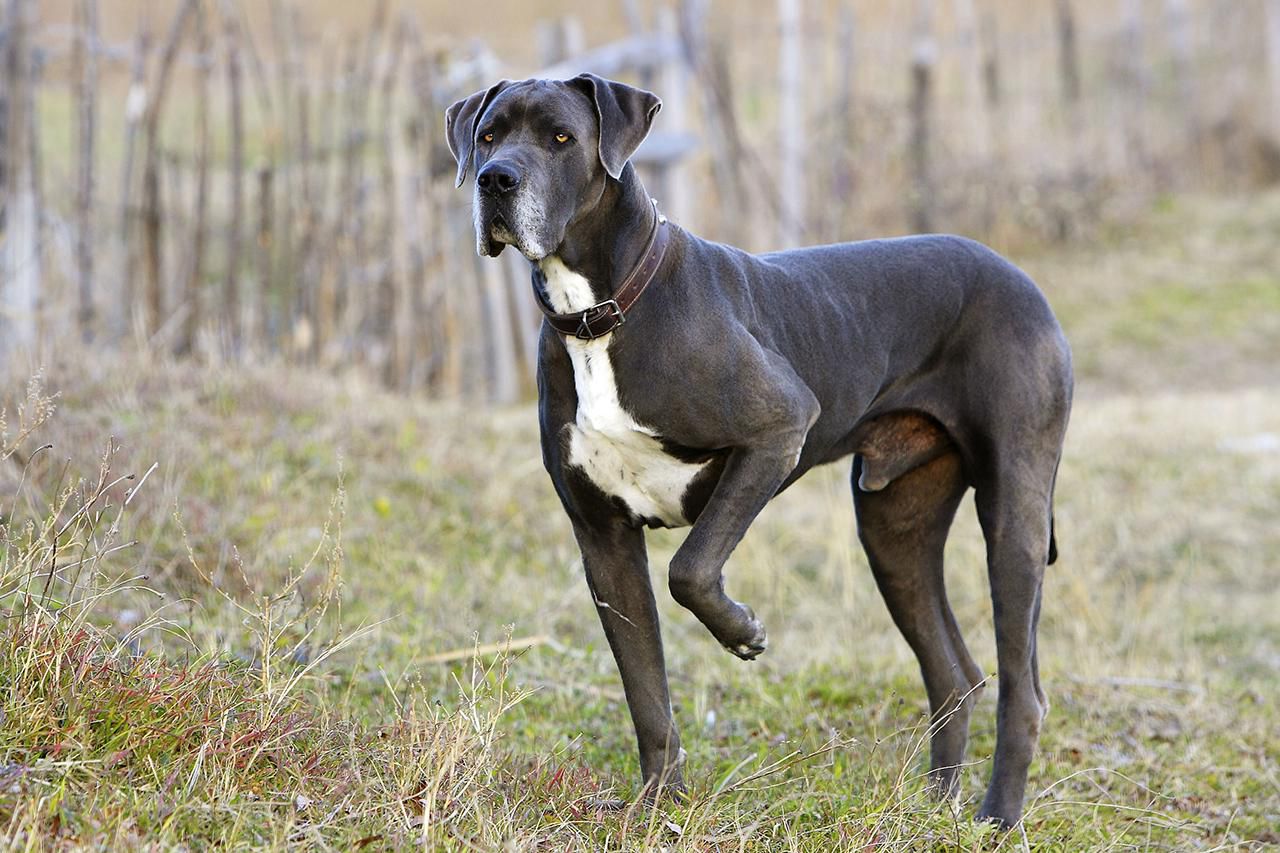 Great Dane dog
