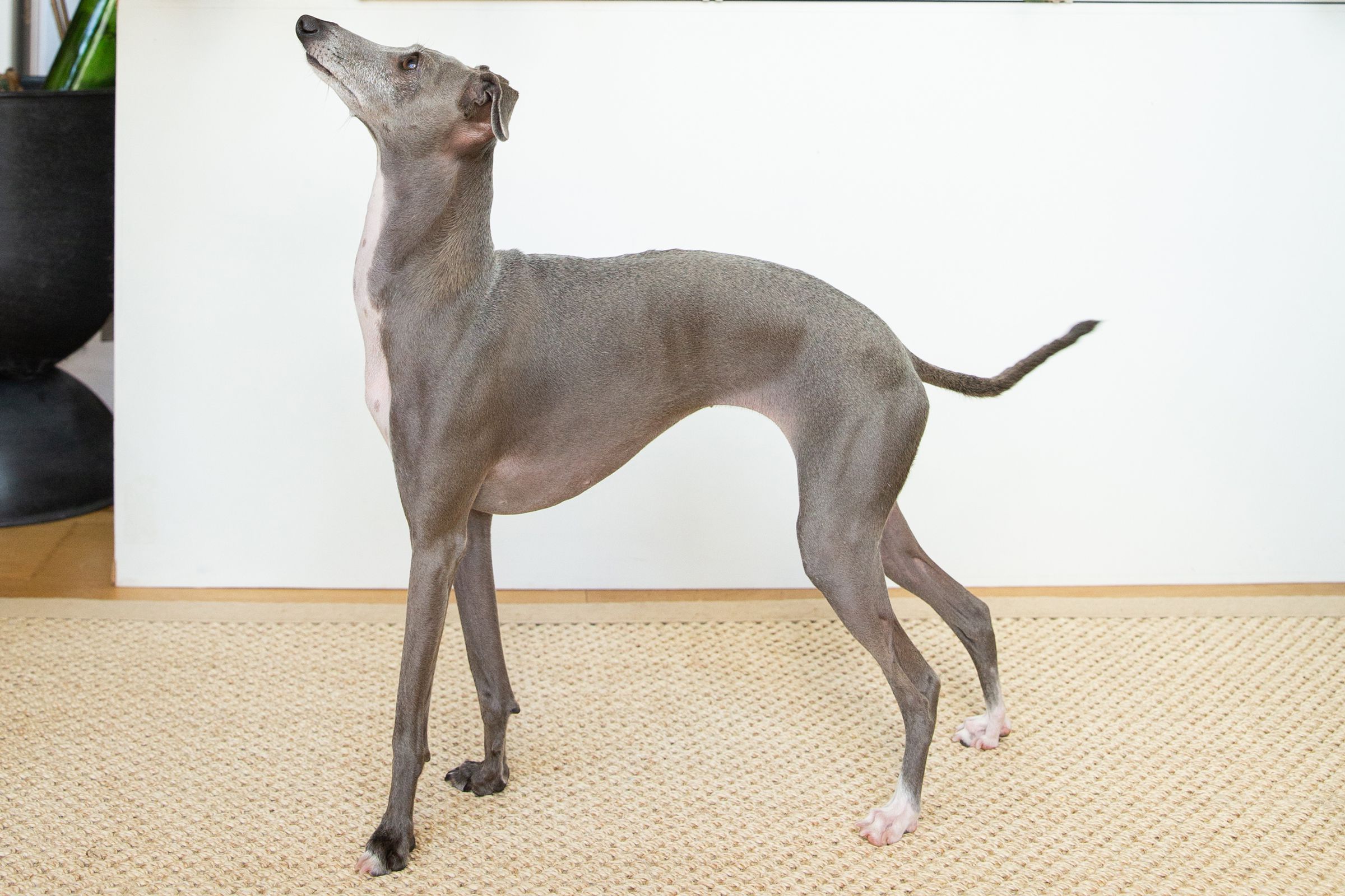 Italian Greyhound dog