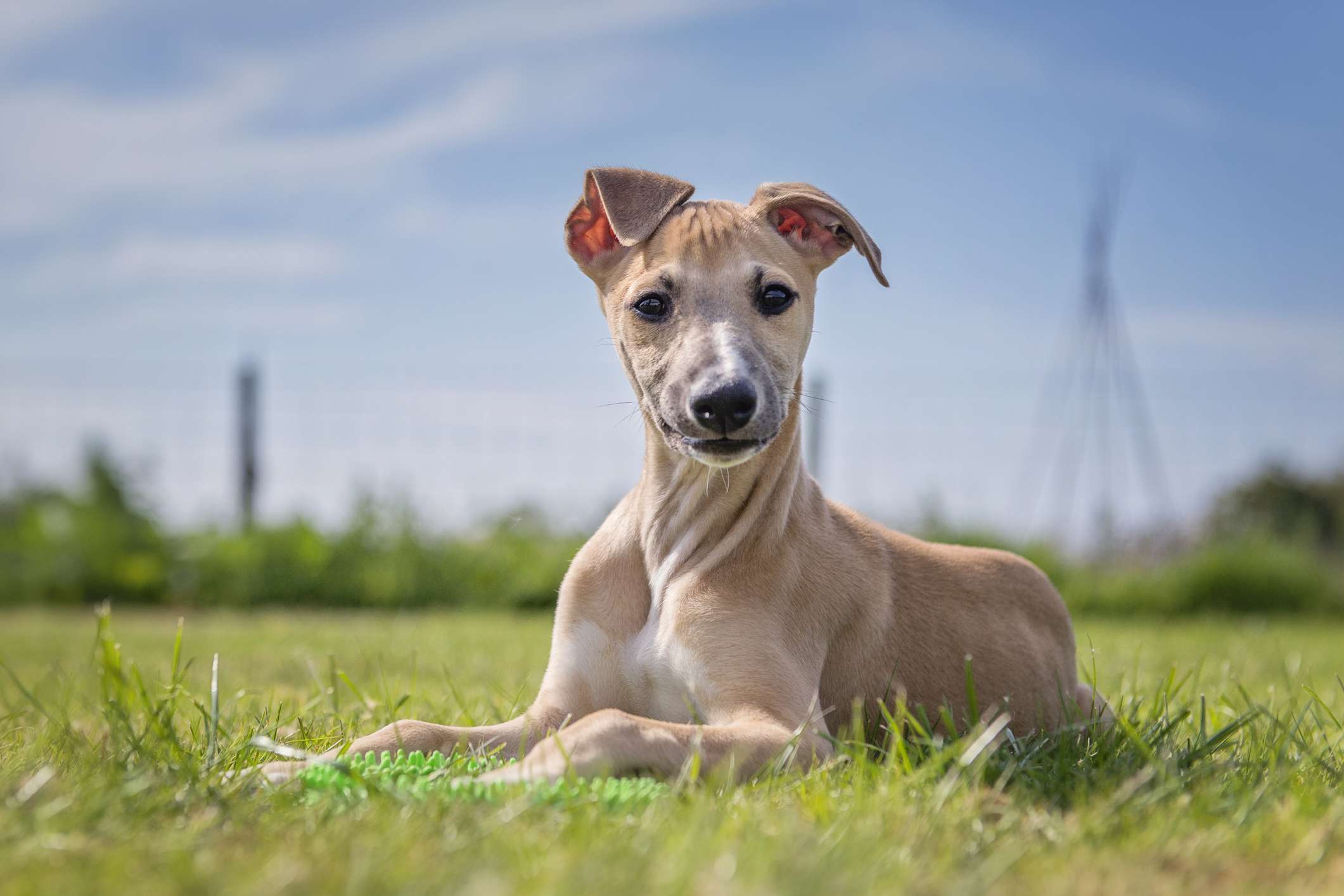 Whippet dog